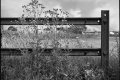 mickael_c vegetal et acier